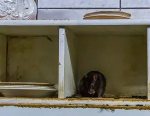 prevent pests in your home