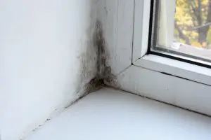prevent mold growth