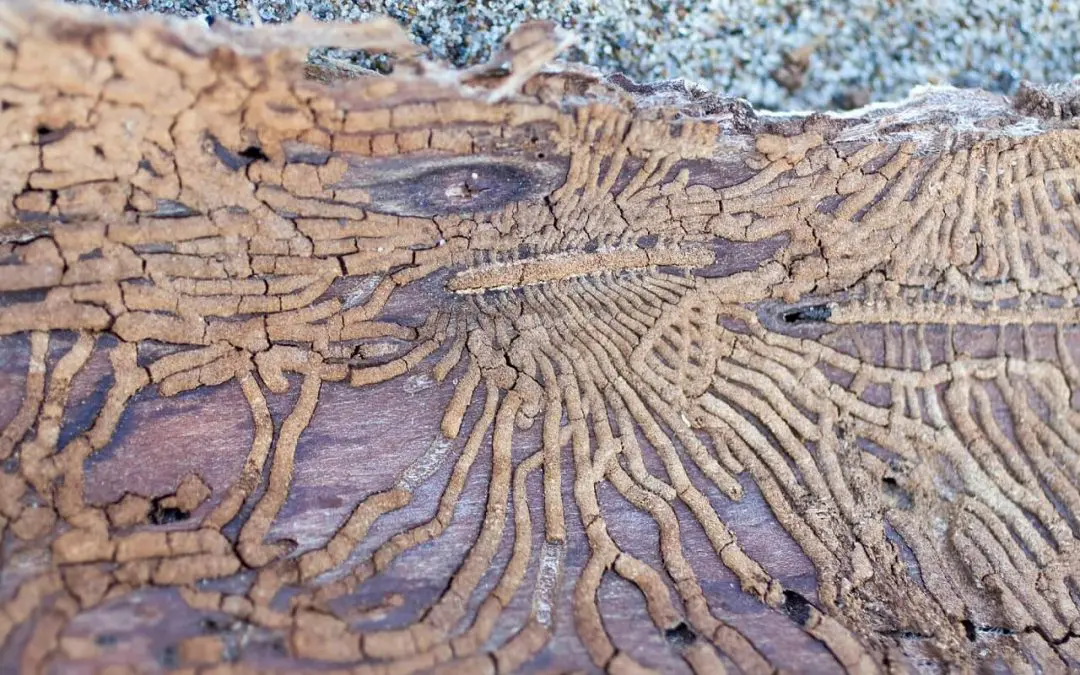 Don’t Miss These Early Signs of Termites in Your Home