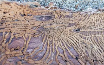 Don’t Miss These Early Signs of Termites in Your Home