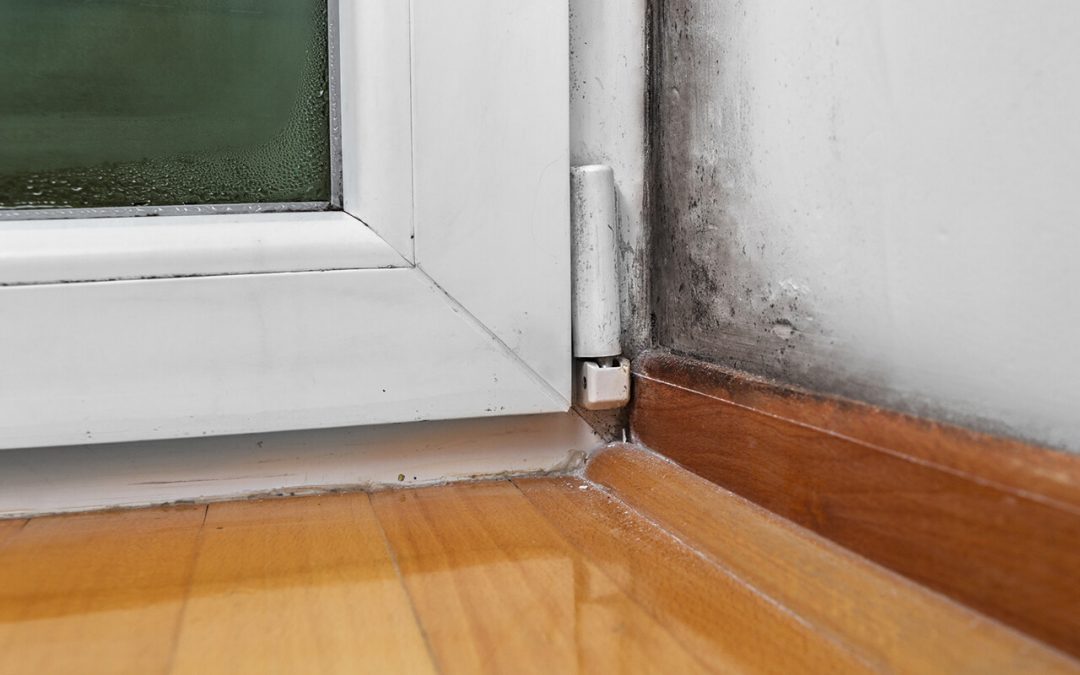 Warning Signs of Mold in Your House