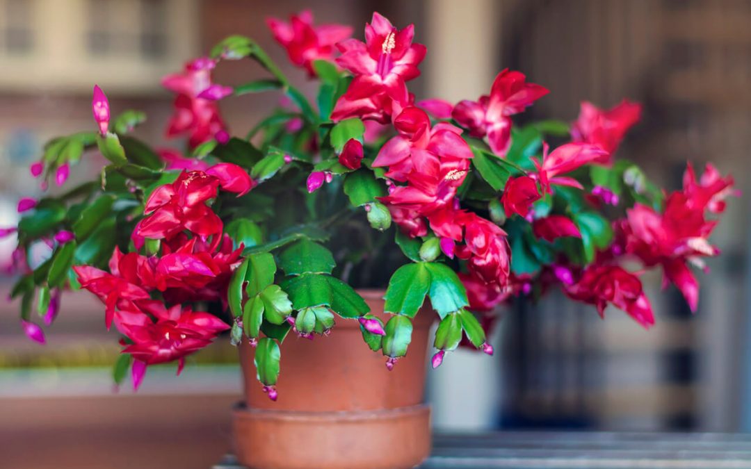 5 Non-Toxic Houseplants That are Safe for Kids and Pets
