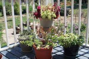 upgrade your deck with a container garden