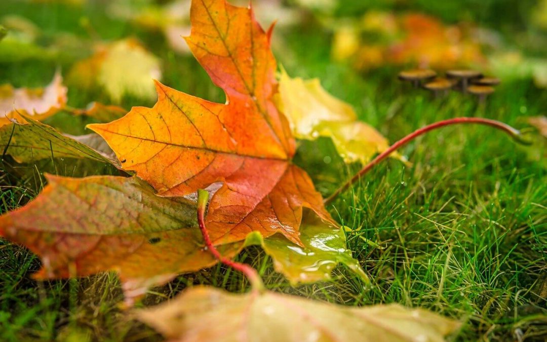 Fall Lawn Maintenance to Prepare for Next Year