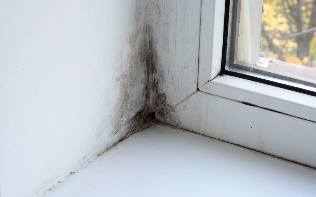 6 Easy Ways to Prevent Mold Growth at Home