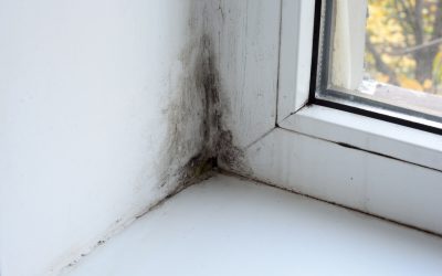 6 Easy Ways to Prevent Mold Growth at Home